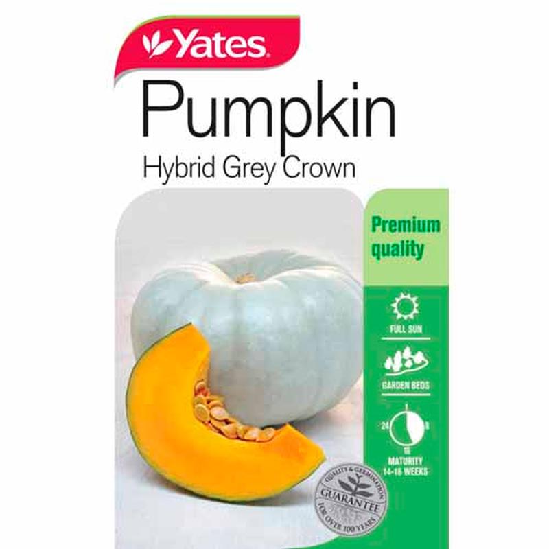 Yates Vegetable Seed Pumpkin \'Hybrid Grey Crown\'