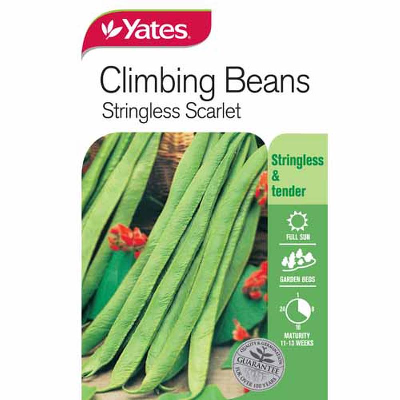 Yates Vegetable Seed Beans String less Scarlet Climbing